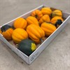 CUCURBITA ORANGE BOO 1X12